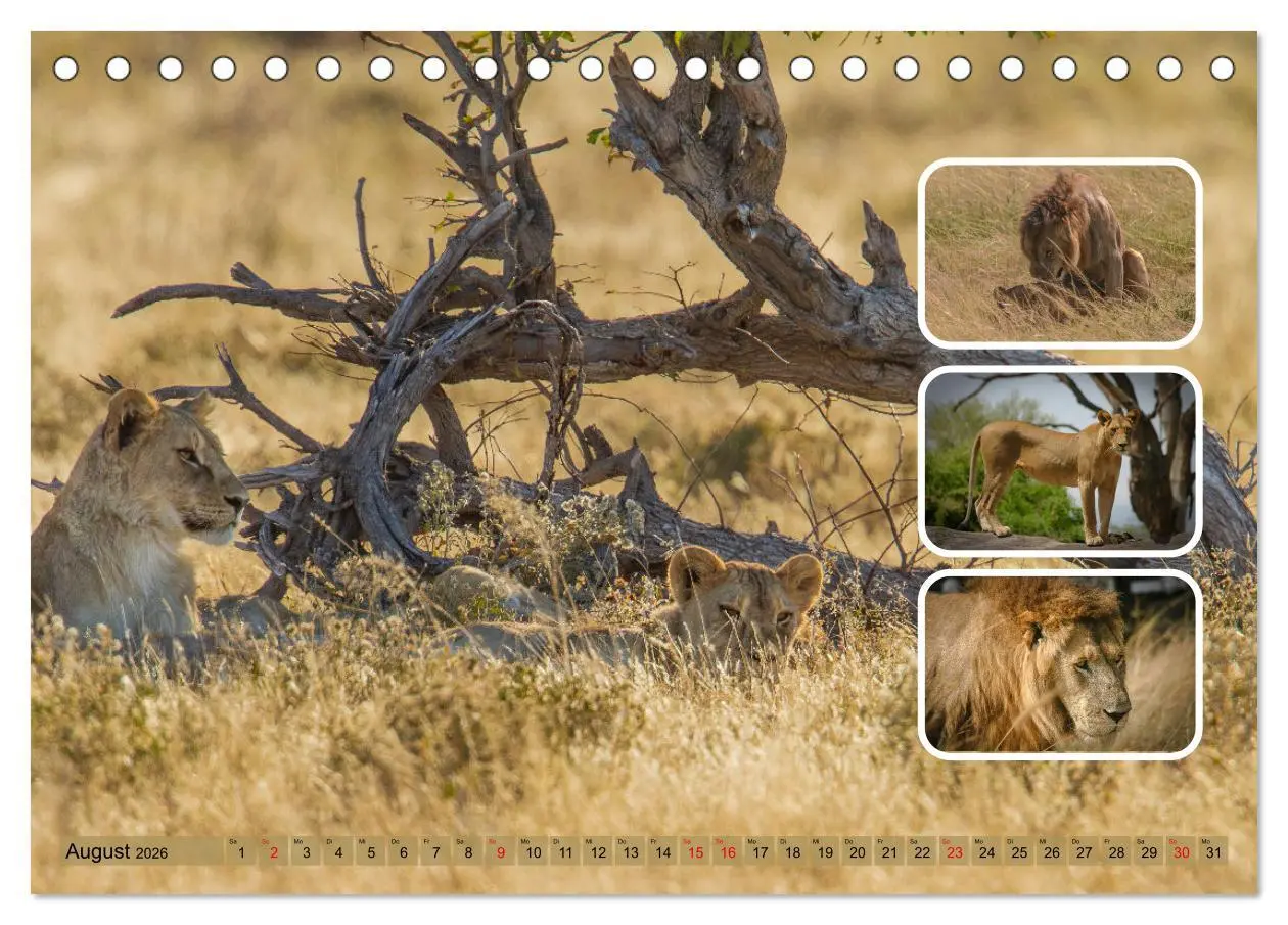Bild: 9783457252796 | Raubkatzen - groß &amp; klein (Tischkalender 2026 DIN A5 quer),...