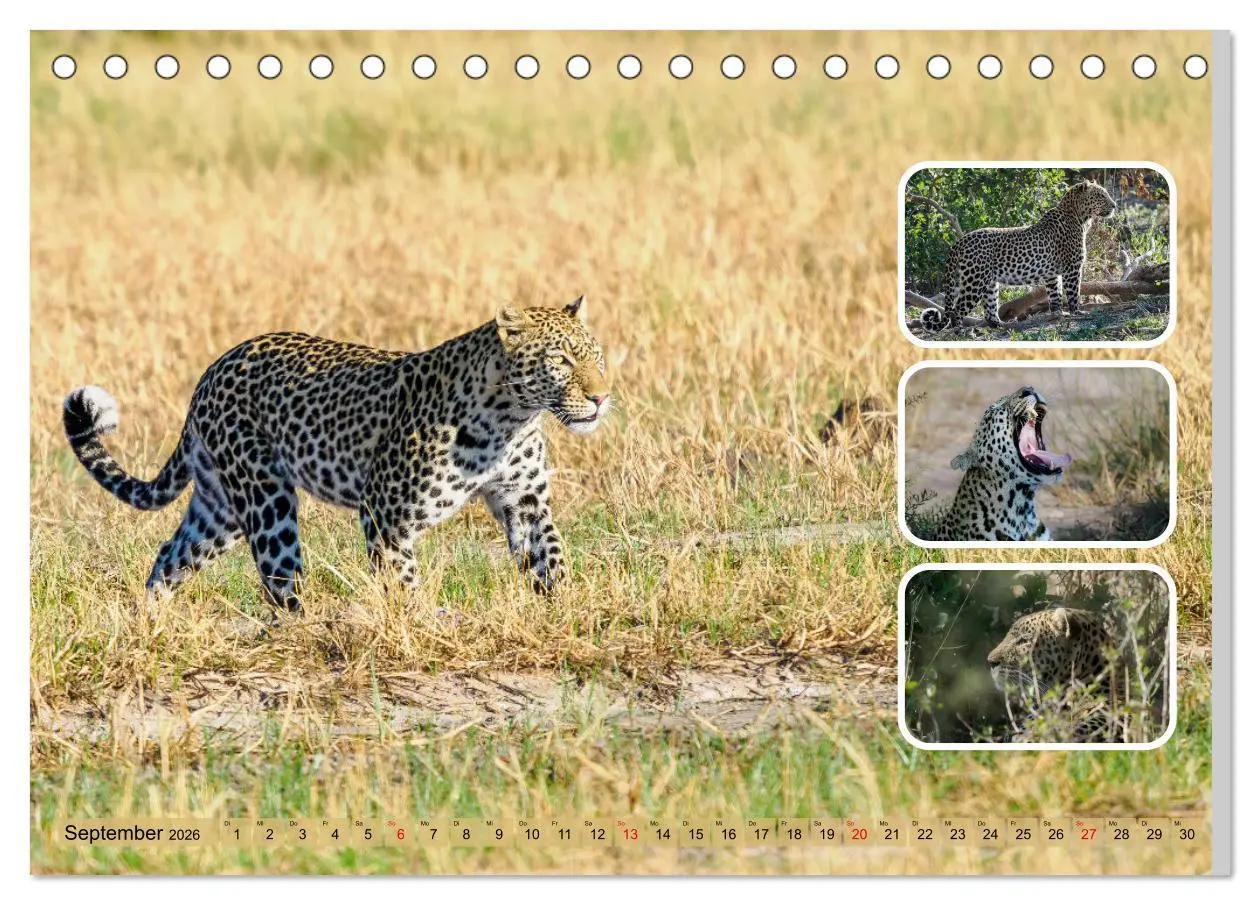 Bild: 9783457252796 | Raubkatzen - groß &amp; klein (Tischkalender 2026 DIN A5 quer),...