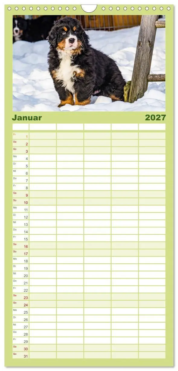 Bild: 9783594322796 | Familienplaner 2027 - Berner Sennenhund Welpen - Bezaubernde...