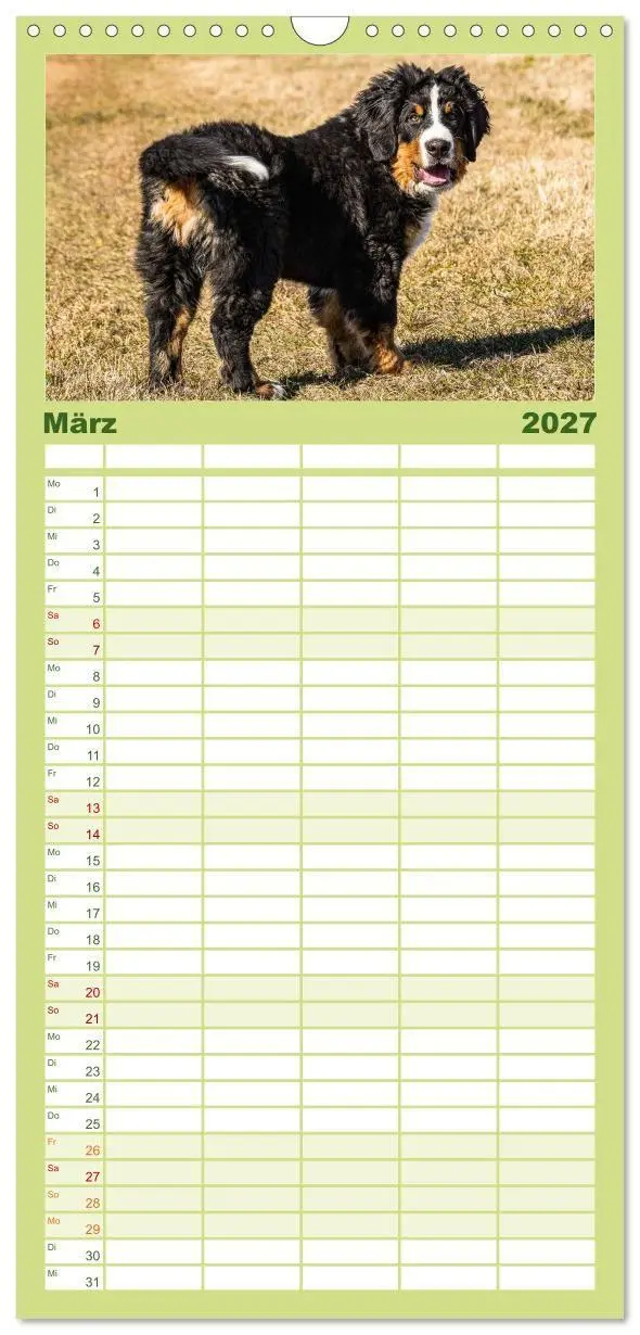 Bild: 9783594322796 | Familienplaner 2027 - Berner Sennenhund Welpen - Bezaubernde...