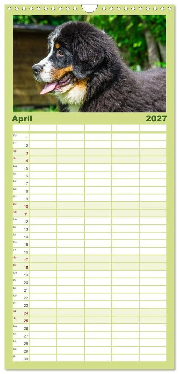 Bild: 9783594322796 | Familienplaner 2027 - Berner Sennenhund Welpen - Bezaubernde...