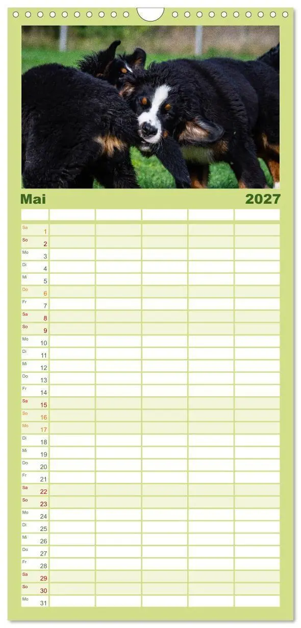 Bild: 9783594322796 | Familienplaner 2027 - Berner Sennenhund Welpen - Bezaubernde...