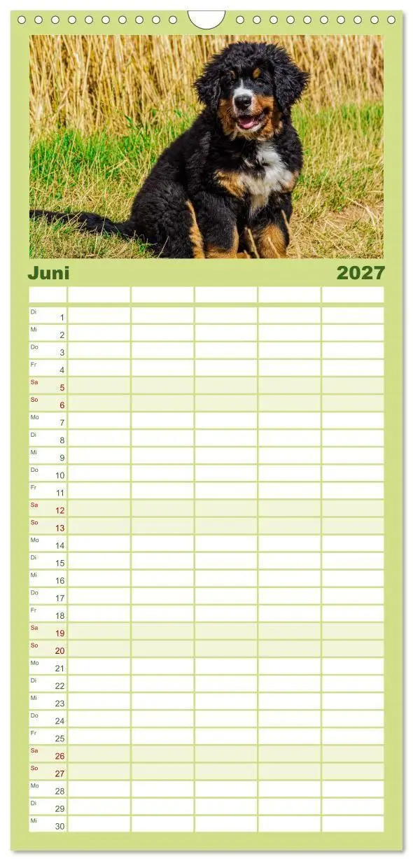 Bild: 9783594322796 | Familienplaner 2027 - Berner Sennenhund Welpen - Bezaubernde...