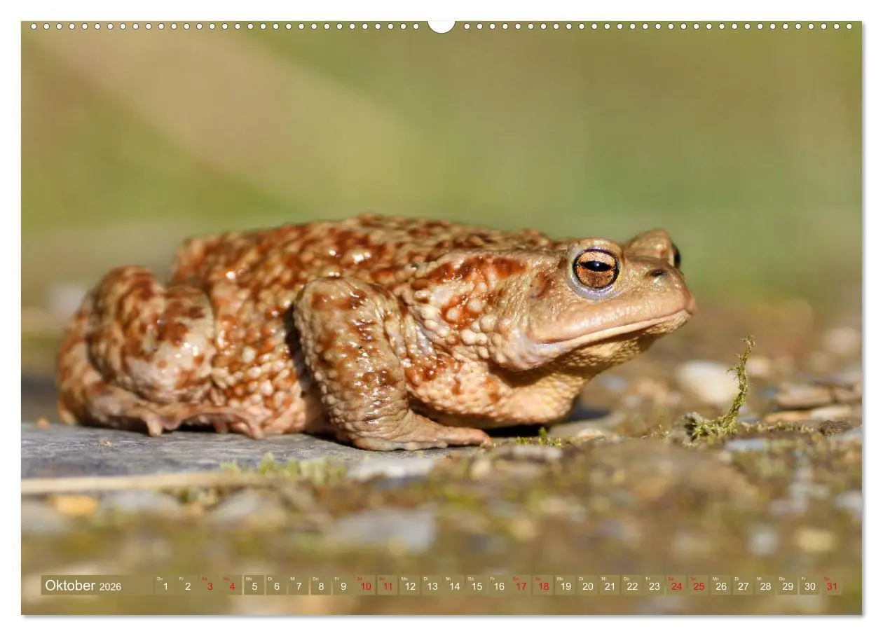 Bild: 9783457862896 | Kröten auf Wanderschaft (Wandkalender 2026 DIN A2 quer), CALVENDO...