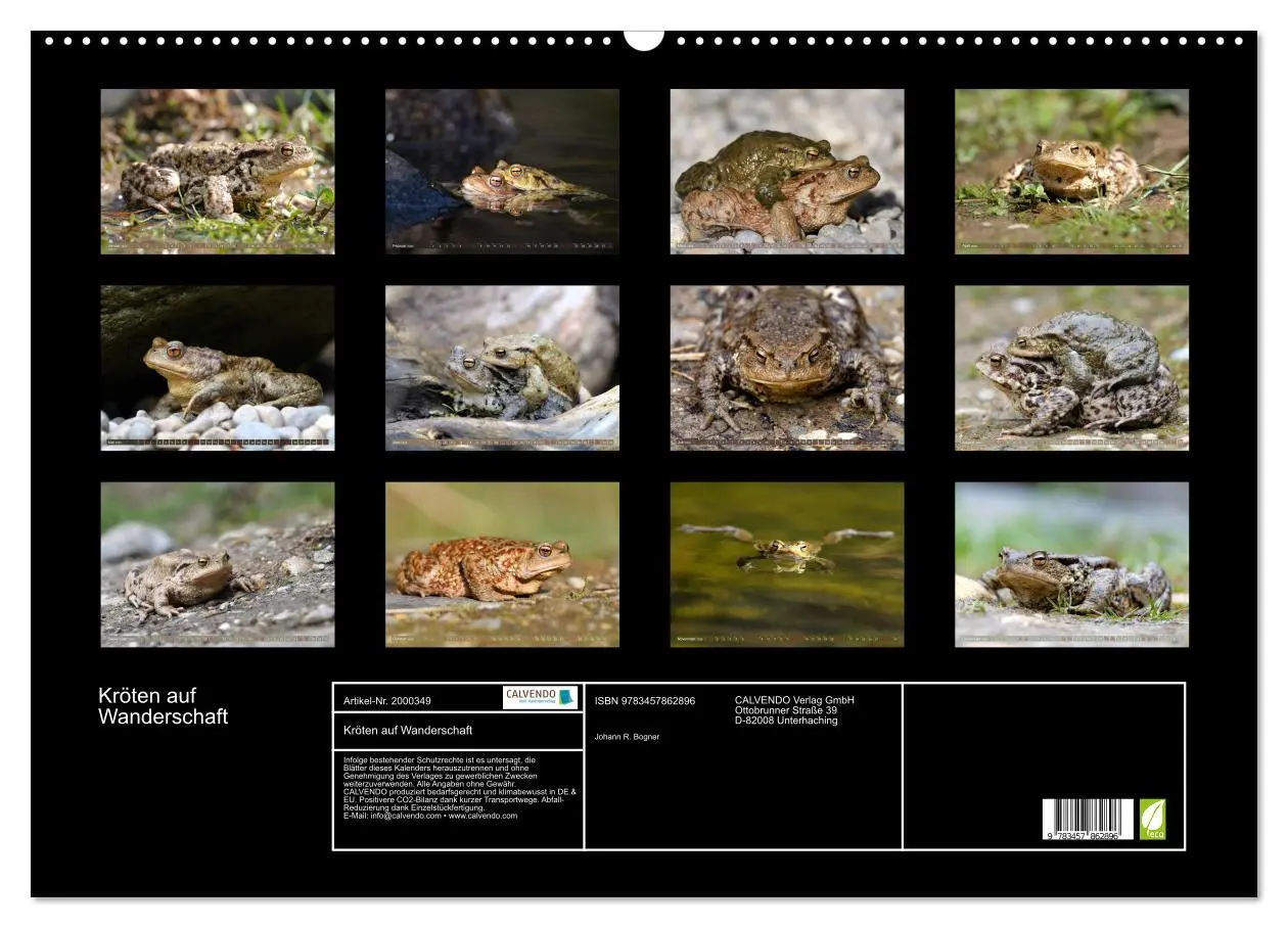 Bild: 9783457862896 | Kröten auf Wanderschaft (Wandkalender 2026 DIN A2 quer), CALVENDO...