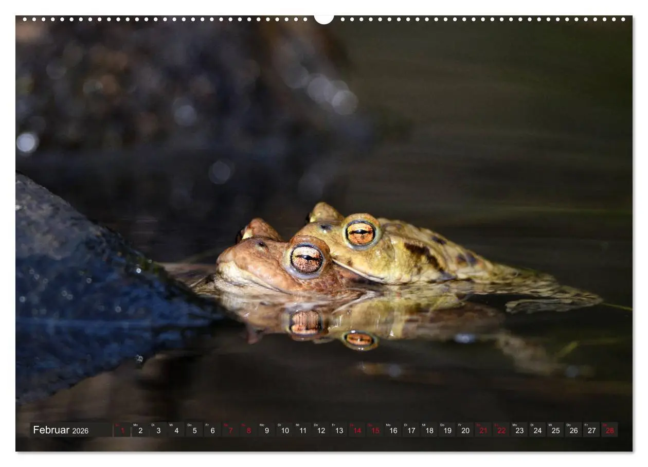 Bild: 9783457862896 | Kröten auf Wanderschaft (Wandkalender 2026 DIN A2 quer), CALVENDO...