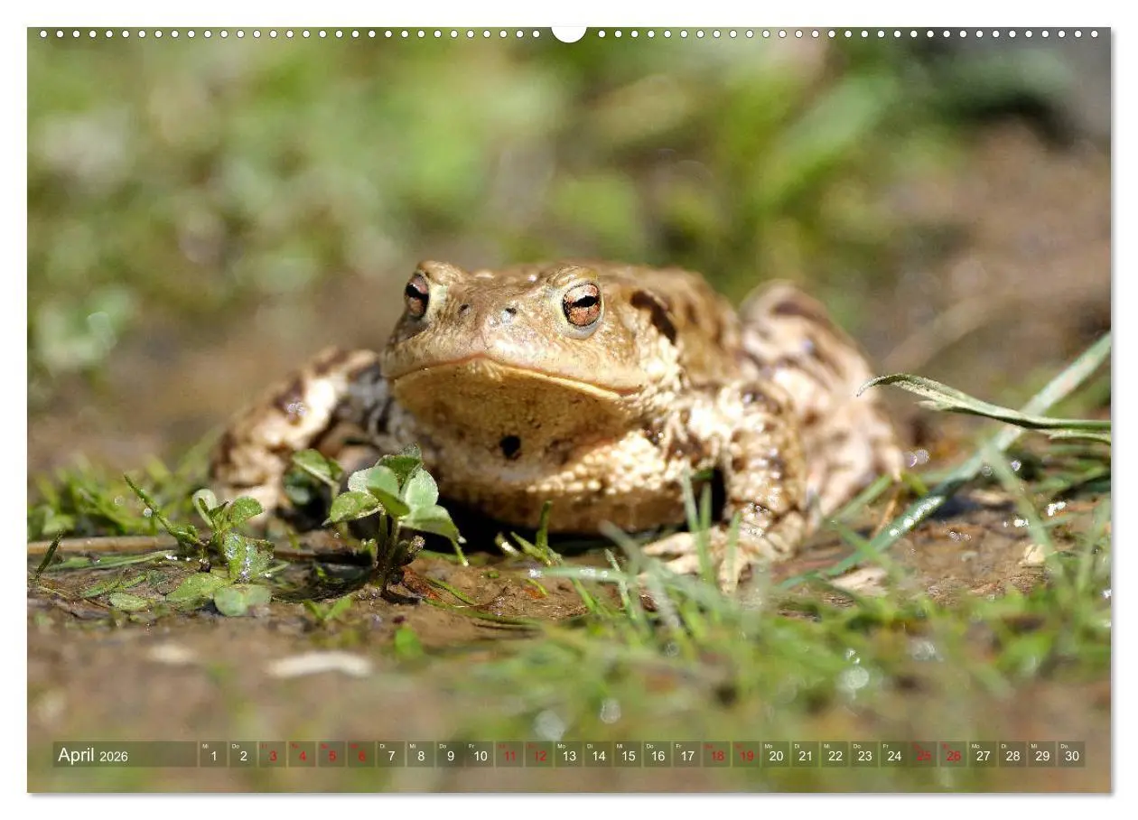 Bild: 9783457862896 | Kröten auf Wanderschaft (Wandkalender 2026 DIN A2 quer), CALVENDO...