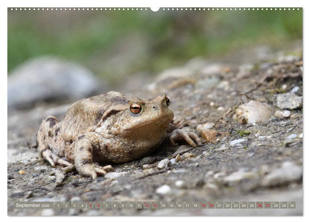 Bild: 9783457862896 | Kröten auf Wanderschaft (Wandkalender 2026 DIN A2 quer), CALVENDO...