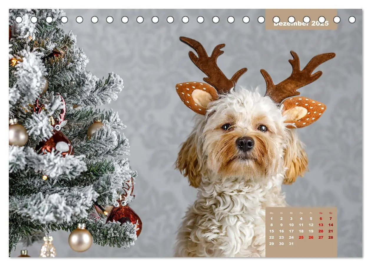 Bild: 9783435033096 | Rocket der Havaneser (Tischkalender 2025 DIN A5 quer), CALVENDO...