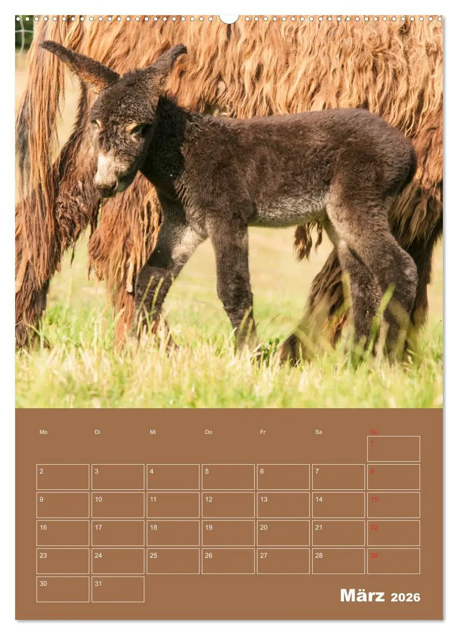 Bild: 9783516383096 | Entzückende Esel - Charmant und liebenswert (hochwertiger Premium...