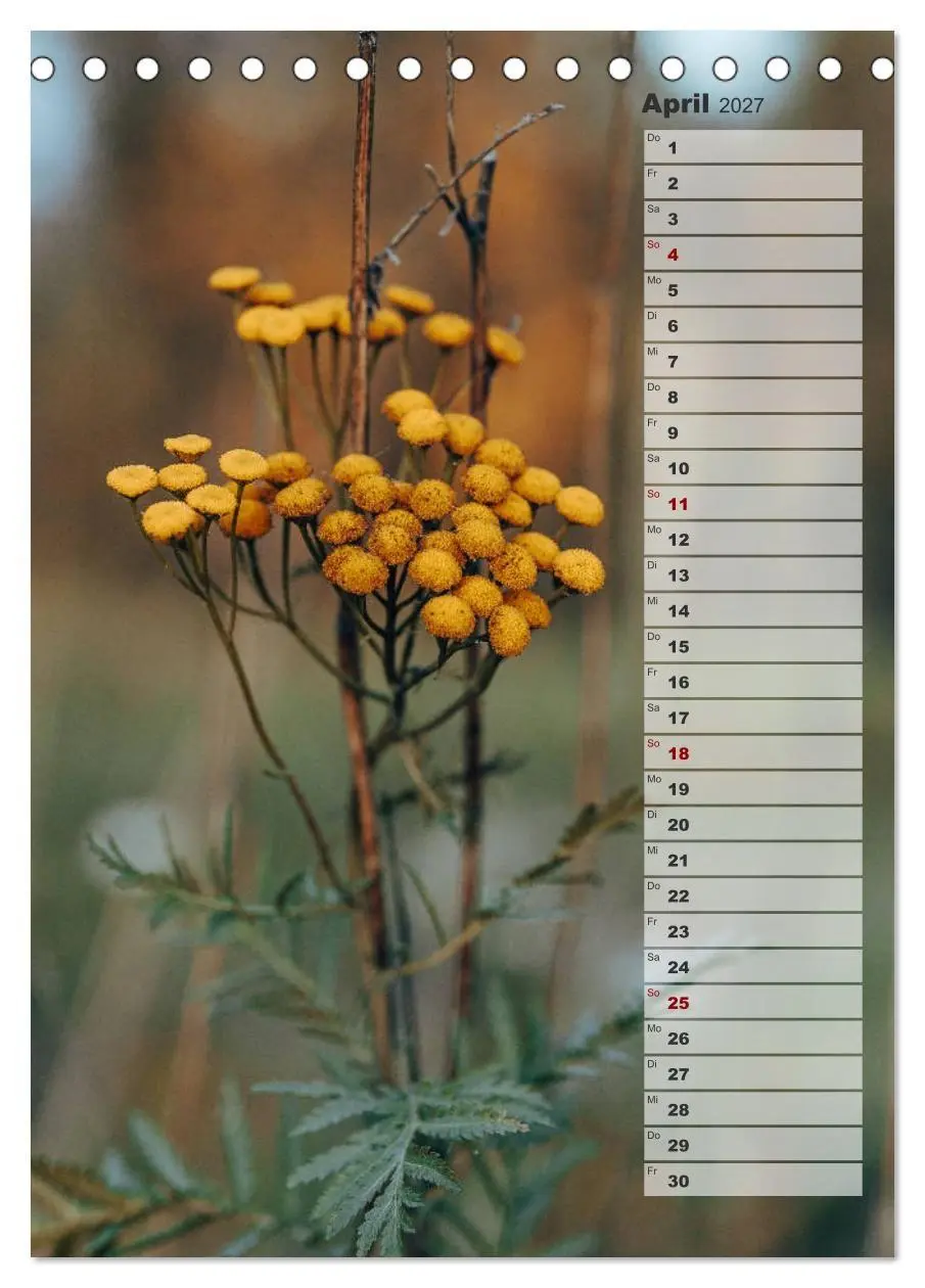 Bild: 9783569603196 | Kalender - Natur im Detail (Tischkalender 2027 DIN A5 hoch),...