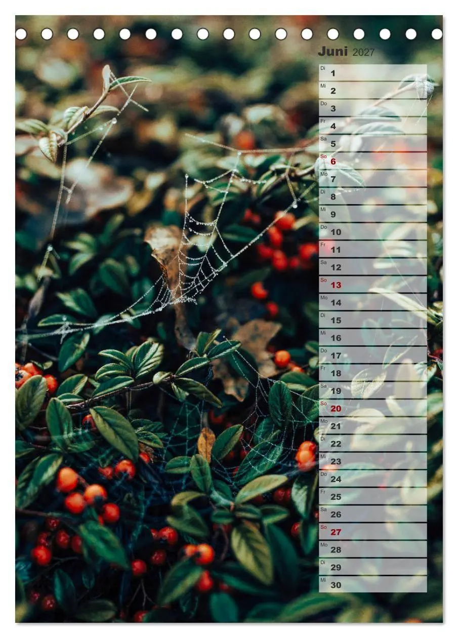 Bild: 9783569603196 | Kalender - Natur im Detail (Tischkalender 2027 DIN A5 hoch),...