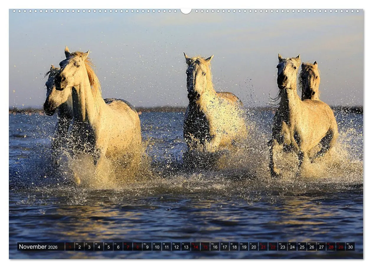 Bild: 9783457413296 | Pferde - wild und ungezähmt (hochwertiger Premium Wandkalender 2026...