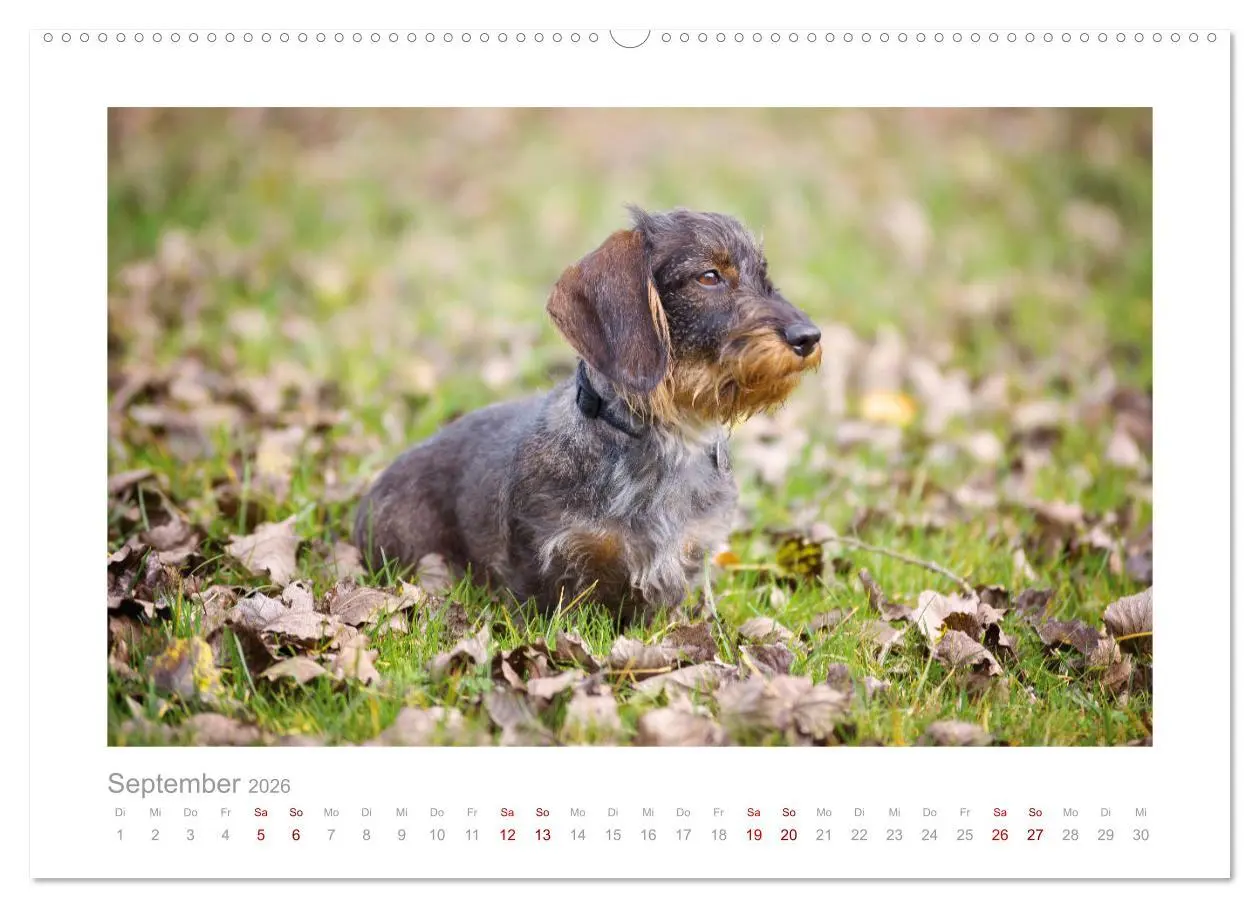 Bild: 9783457653296 | Dackelblicke - ein bezaubernder Rauhaardackel (hochwertiger Premium...