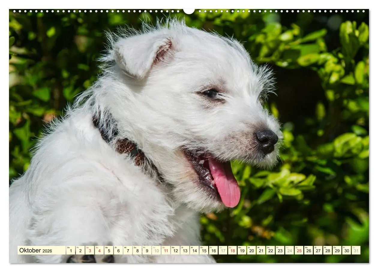 Bild: 9783457943496 | Kobold auf 4 Pfoten - West Highland White Terrier (hochwertiger...