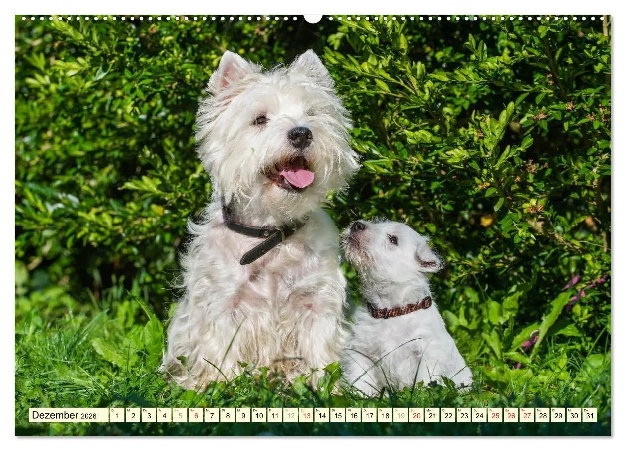 Bild: 9783457943496 | Kobold auf 4 Pfoten - West Highland White Terrier (hochwertiger...