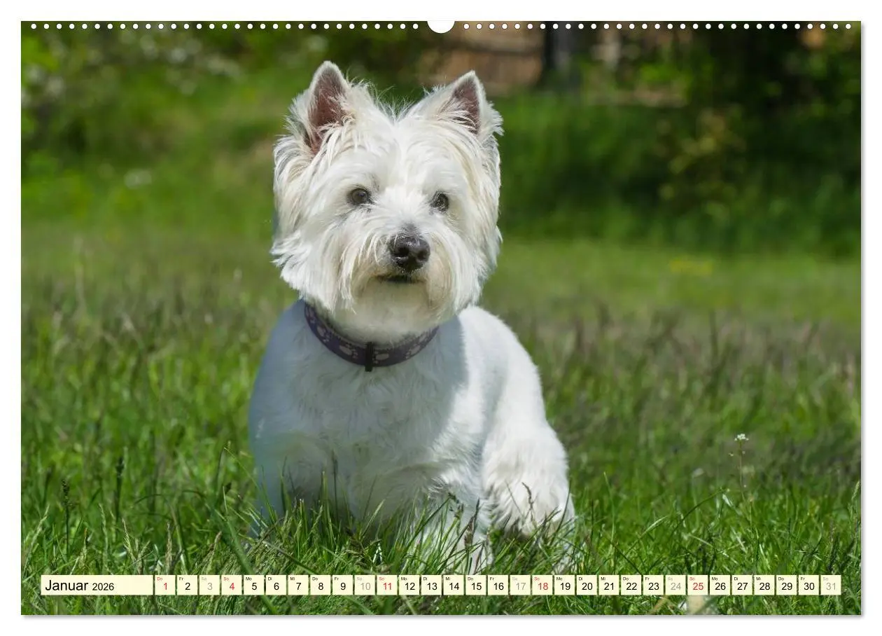 Bild: 9783457943496 | Kobold auf 4 Pfoten - West Highland White Terrier (hochwertiger...