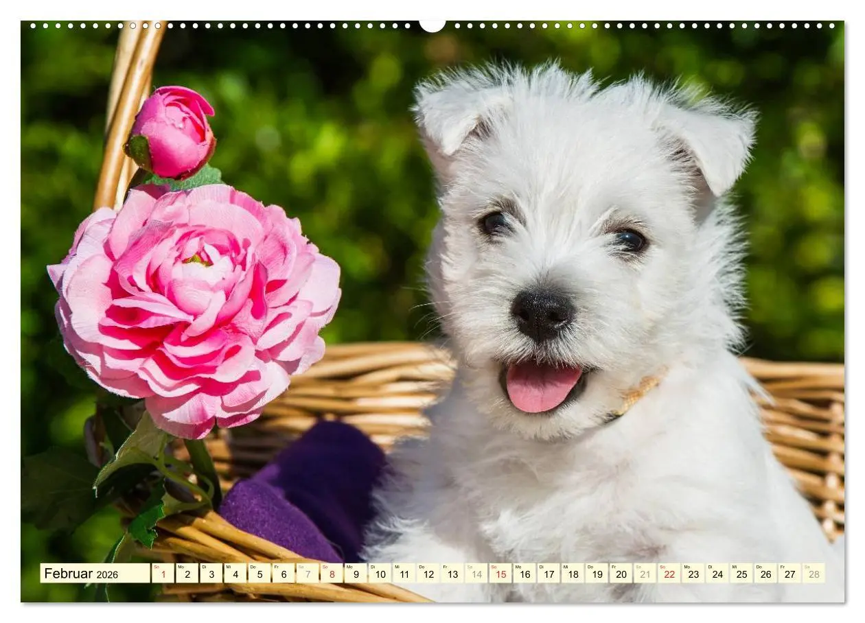 Bild: 9783457943496 | Kobold auf 4 Pfoten - West Highland White Terrier (hochwertiger...