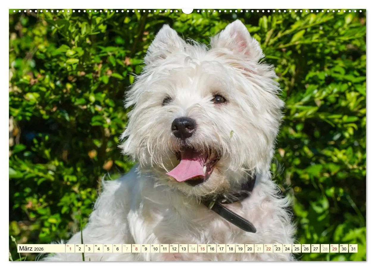 Bild: 9783457943496 | Kobold auf 4 Pfoten - West Highland White Terrier (hochwertiger...