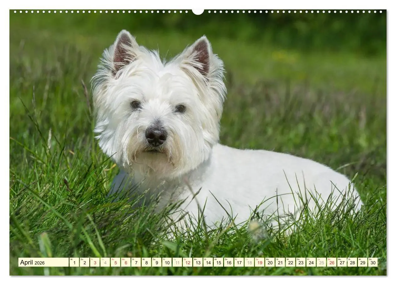 Bild: 9783457943496 | Kobold auf 4 Pfoten - West Highland White Terrier (hochwertiger...