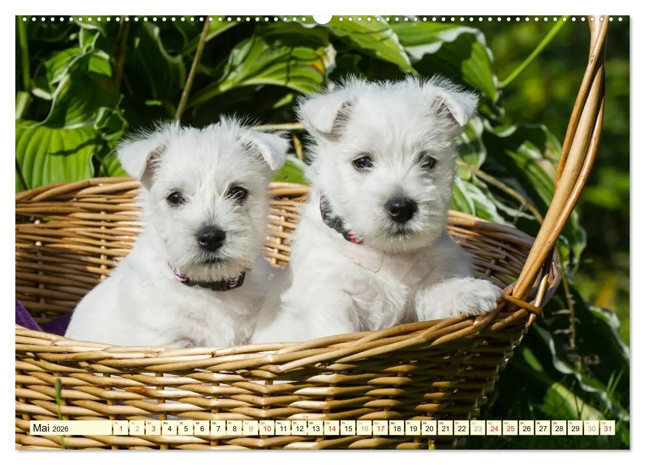 Bild: 9783457943496 | Kobold auf 4 Pfoten - West Highland White Terrier (hochwertiger...