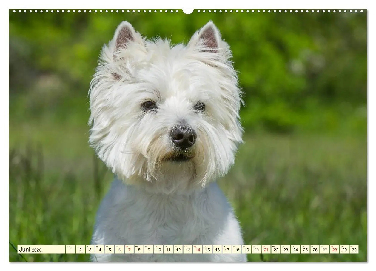 Bild: 9783457943496 | Kobold auf 4 Pfoten - West Highland White Terrier (hochwertiger...