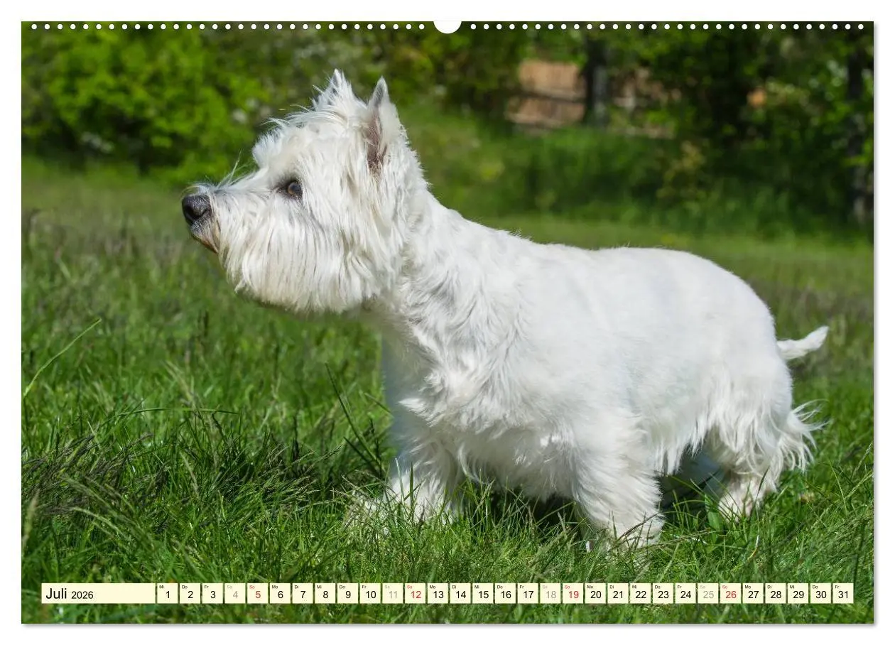 Bild: 9783457943496 | Kobold auf 4 Pfoten - West Highland White Terrier (hochwertiger...