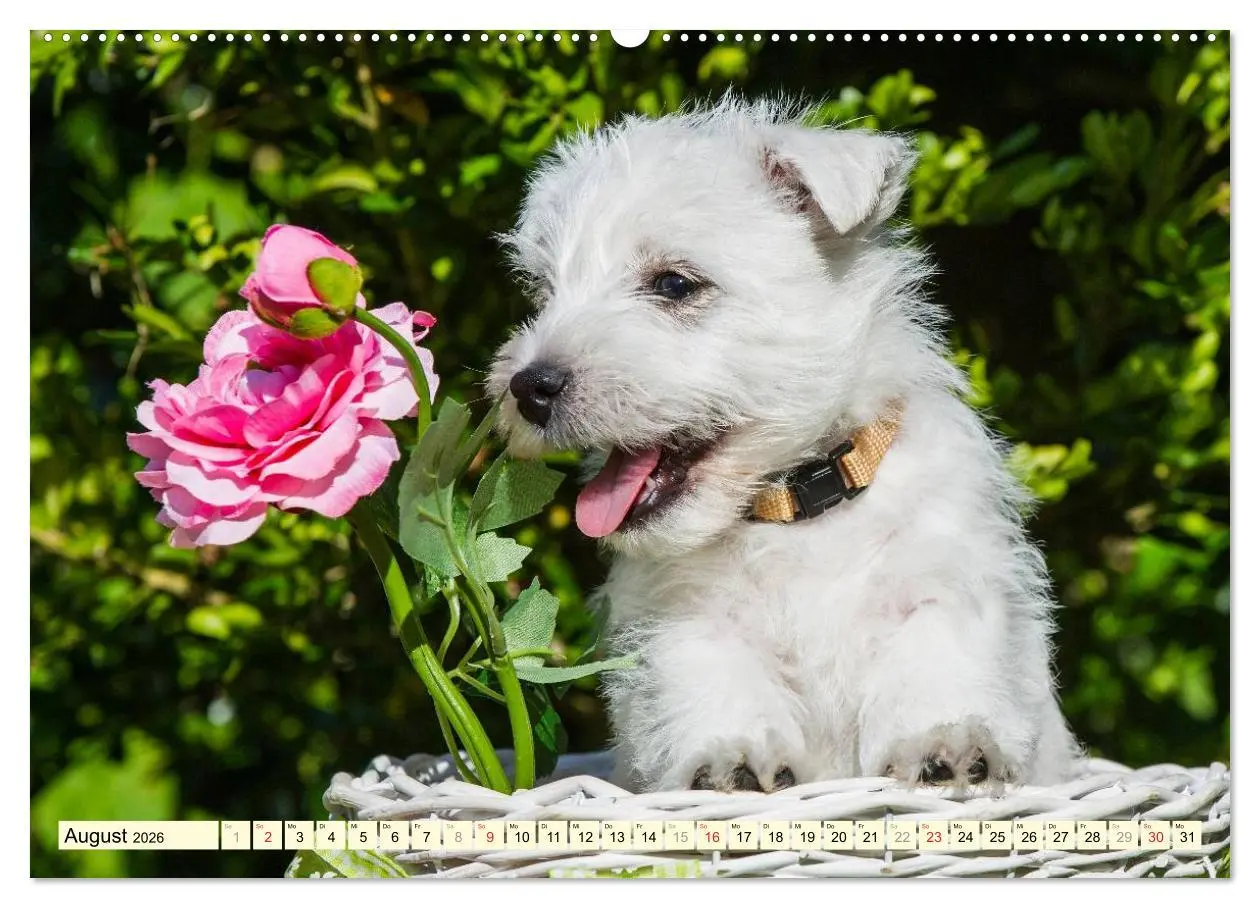 Bild: 9783457943496 | Kobold auf 4 Pfoten - West Highland White Terrier (hochwertiger...