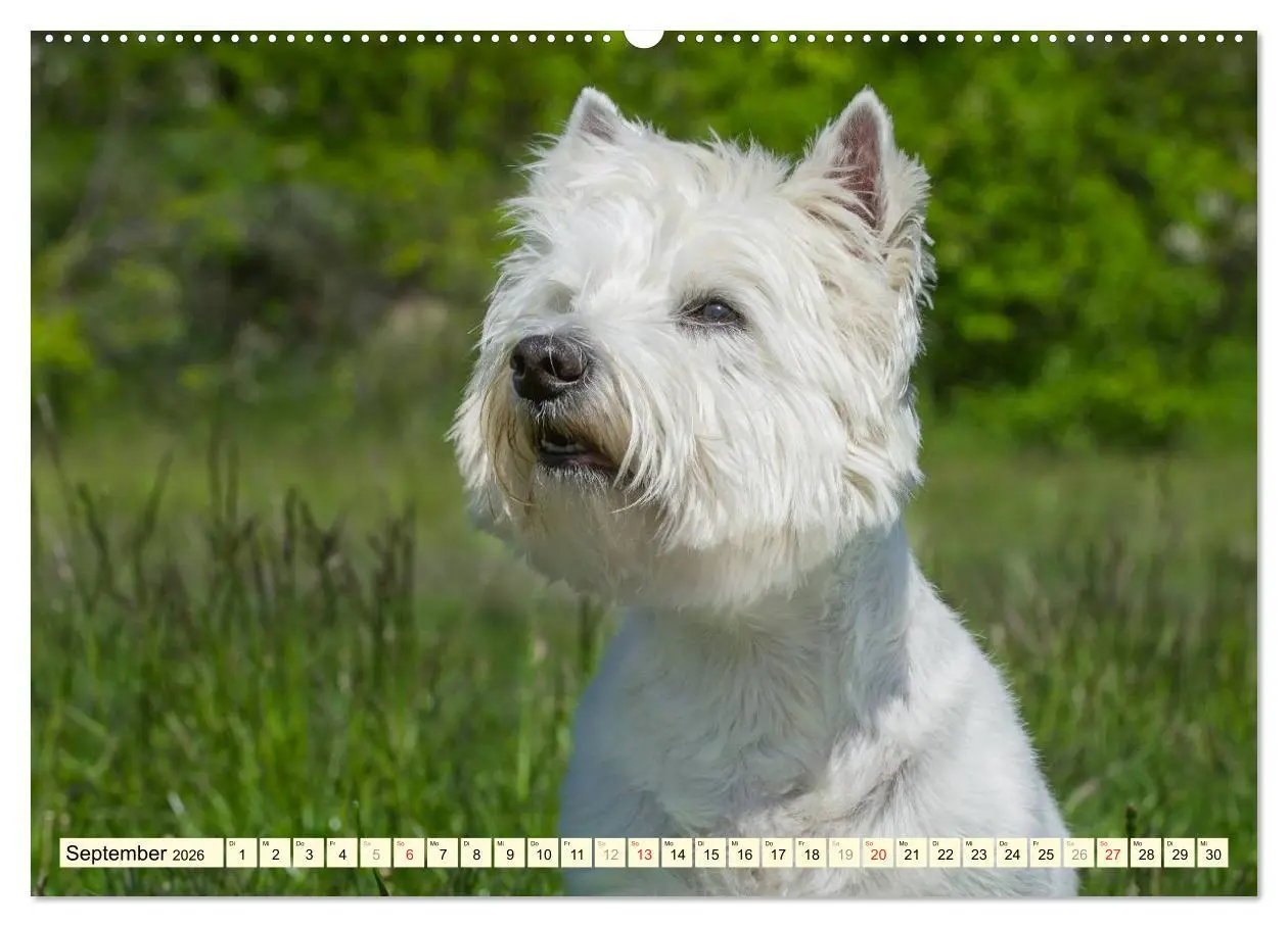 Bild: 9783457943496 | Kobold auf 4 Pfoten - West Highland White Terrier (hochwertiger...