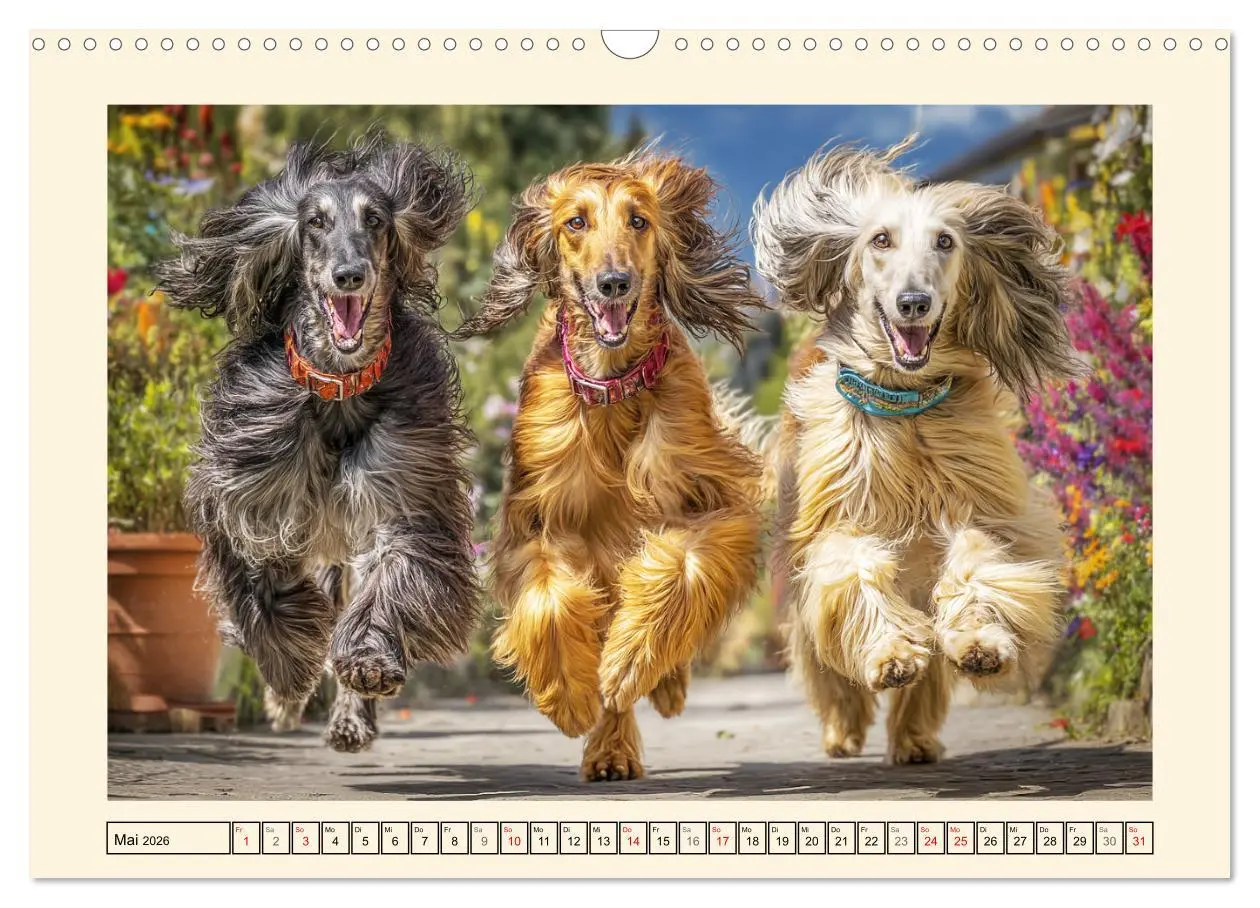 Bild: 9783516583496 | Afghanischer Windhund. Eleganter Sichtjäger und sensibler...