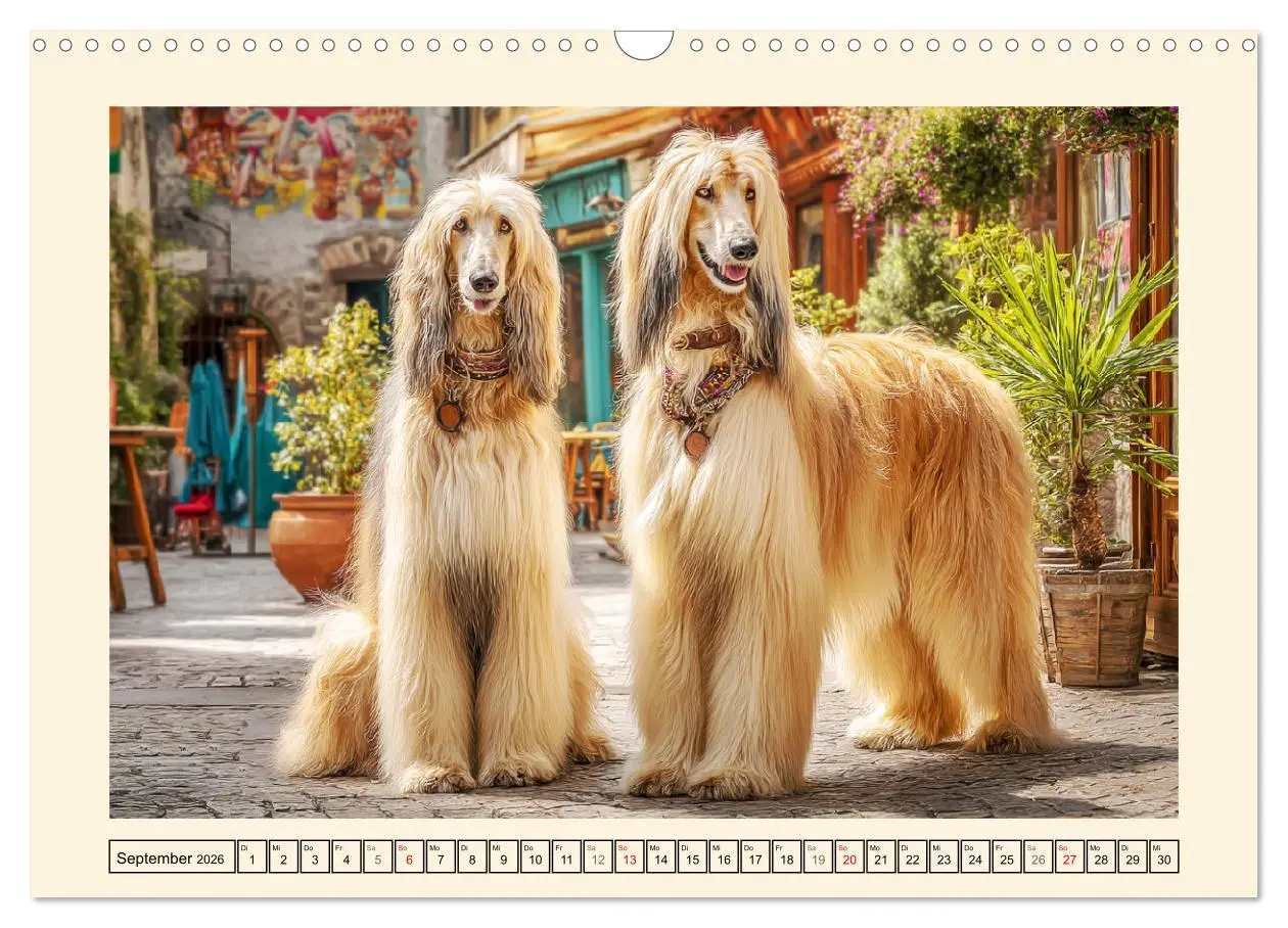 Bild: 9783516583496 | Afghanischer Windhund. Eleganter Sichtjäger und sensibler...