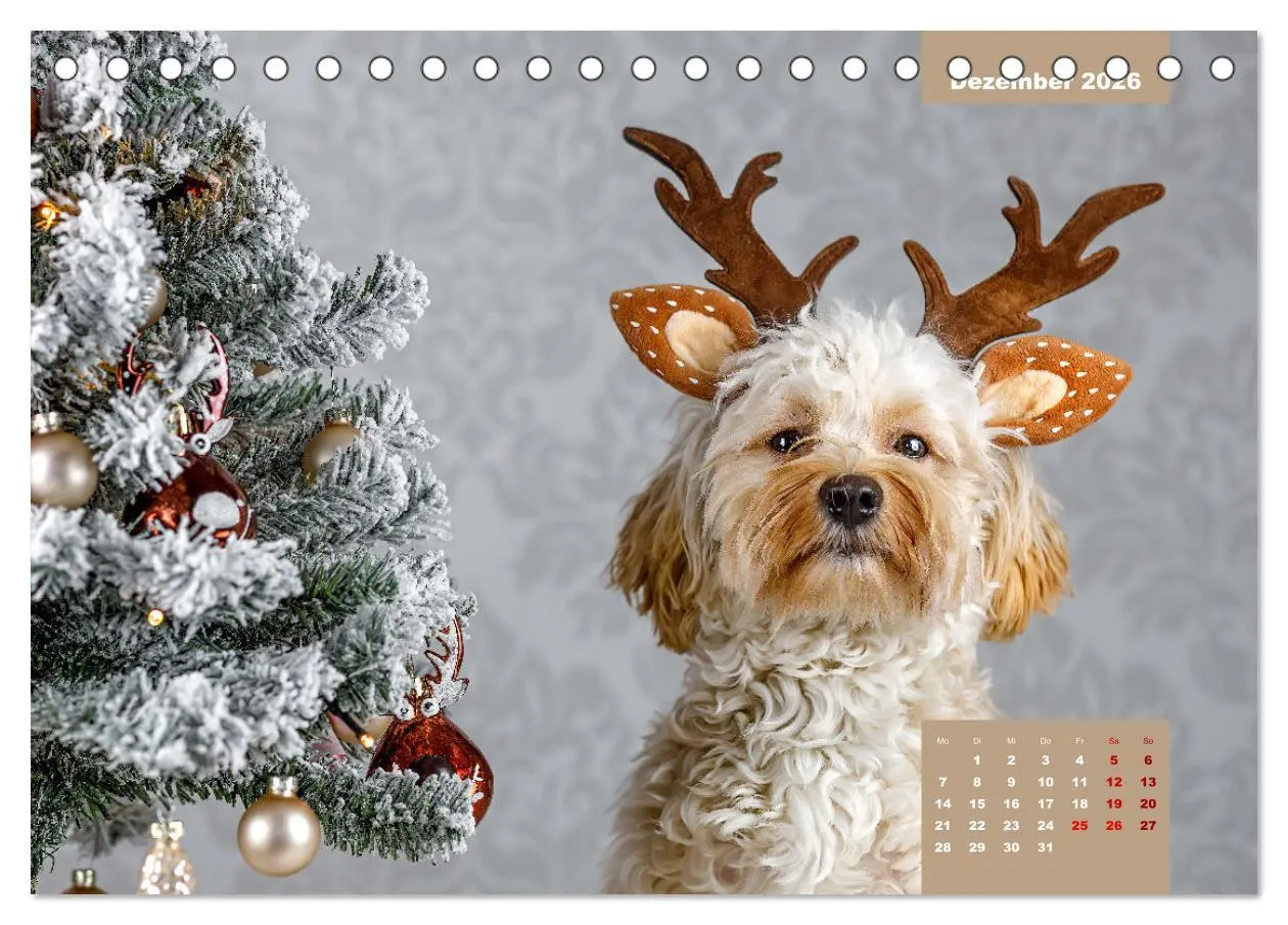 Bild: 9783457623596 | Rocket der Havaneser (Tischkalender 2026 DIN A5 quer), CALVENDO...