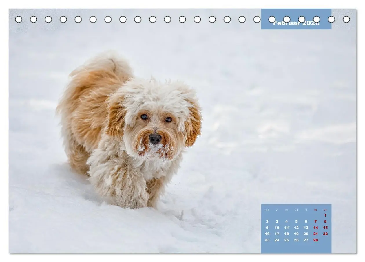 Bild: 9783457623596 | Rocket der Havaneser (Tischkalender 2026 DIN A5 quer), CALVENDO...