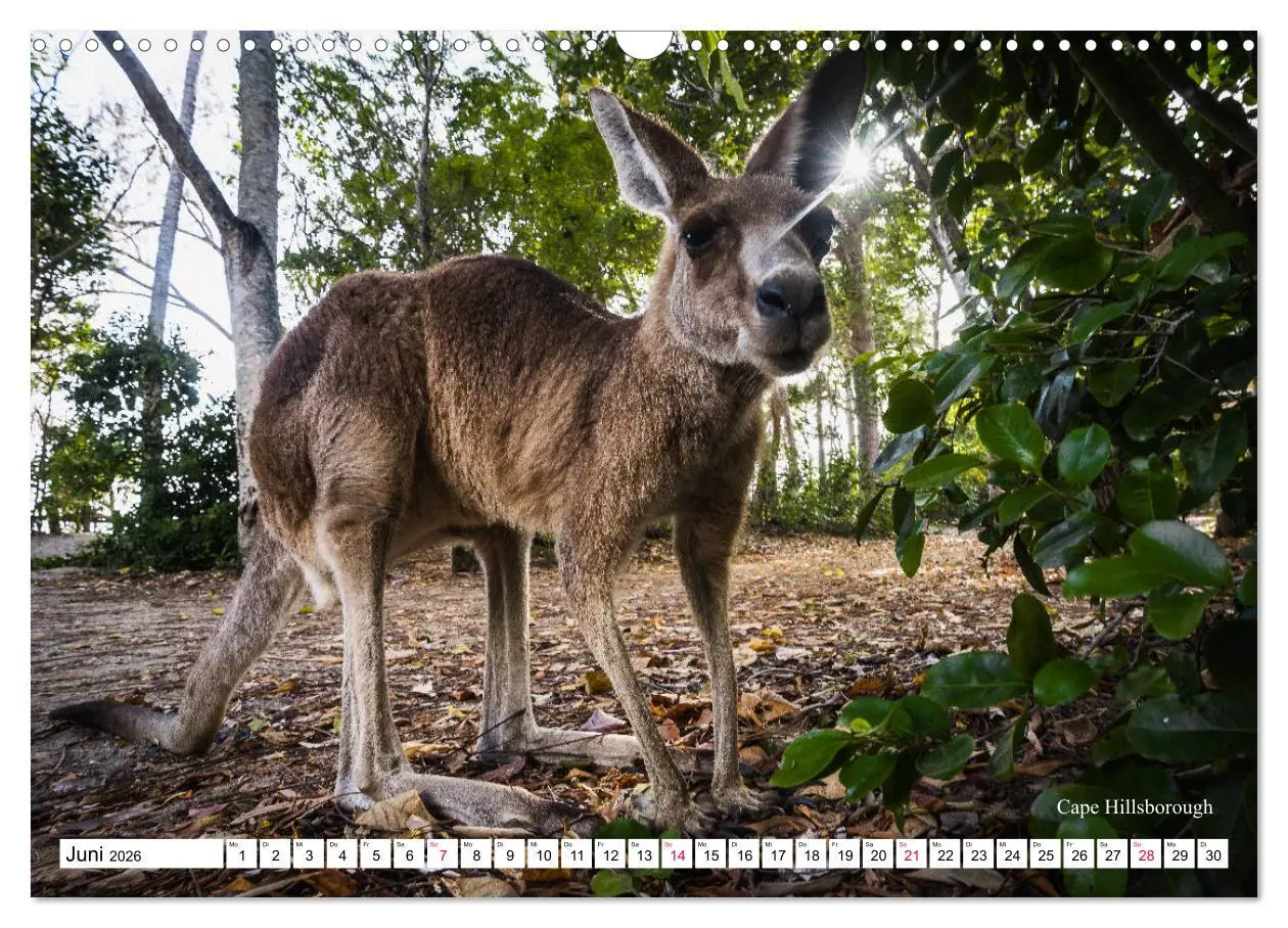 Bild: 9783457793596 | Australien Ostküste - von Cairns nach Sydney (Wandkalender 2026 DIN...