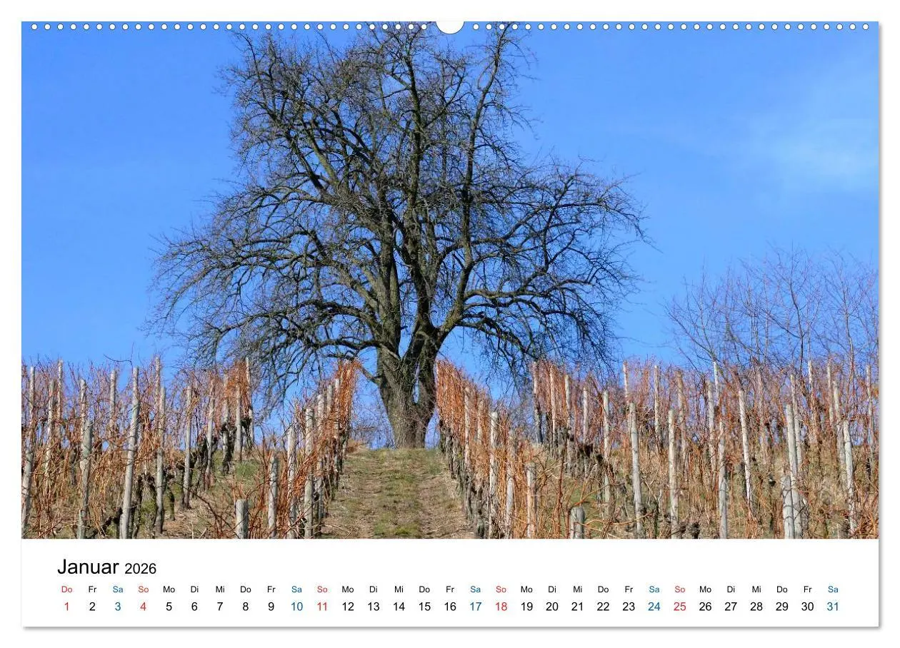 Bild: 9783516193596 | Württemberger Wein 2026 (hochwertiger Premium Wandkalender 2026 DIN...