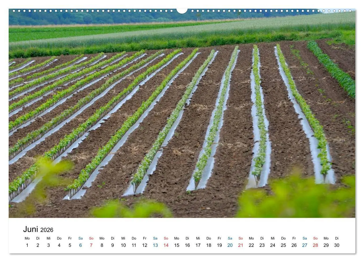 Bild: 9783516193596 | Württemberger Wein 2026 (hochwertiger Premium Wandkalender 2026 DIN...