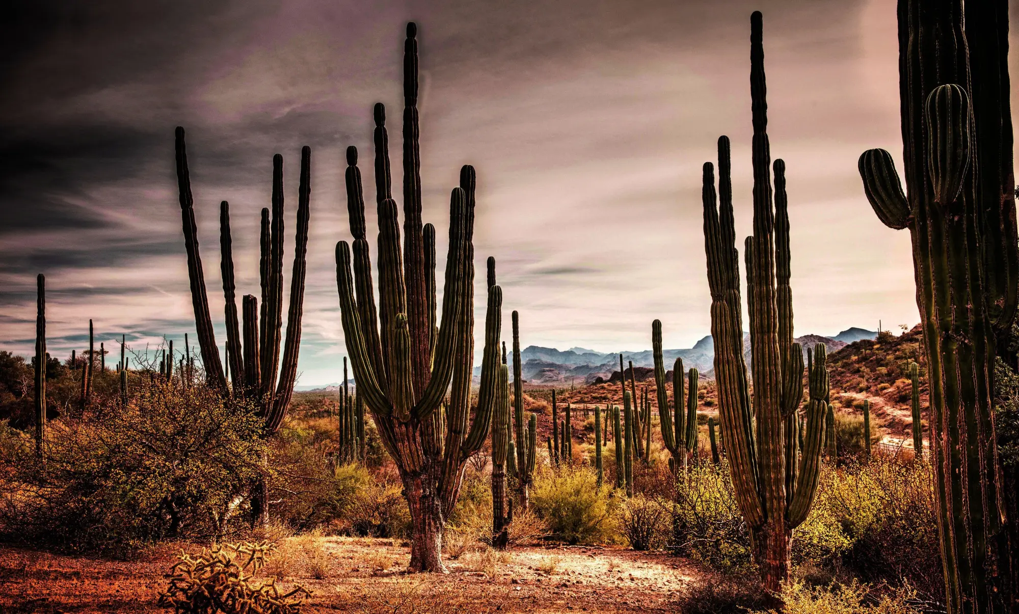 Bild: 9788831403696 | Baja California Peninsula | Stefano Frontani | Buch | 240 S. | 2026