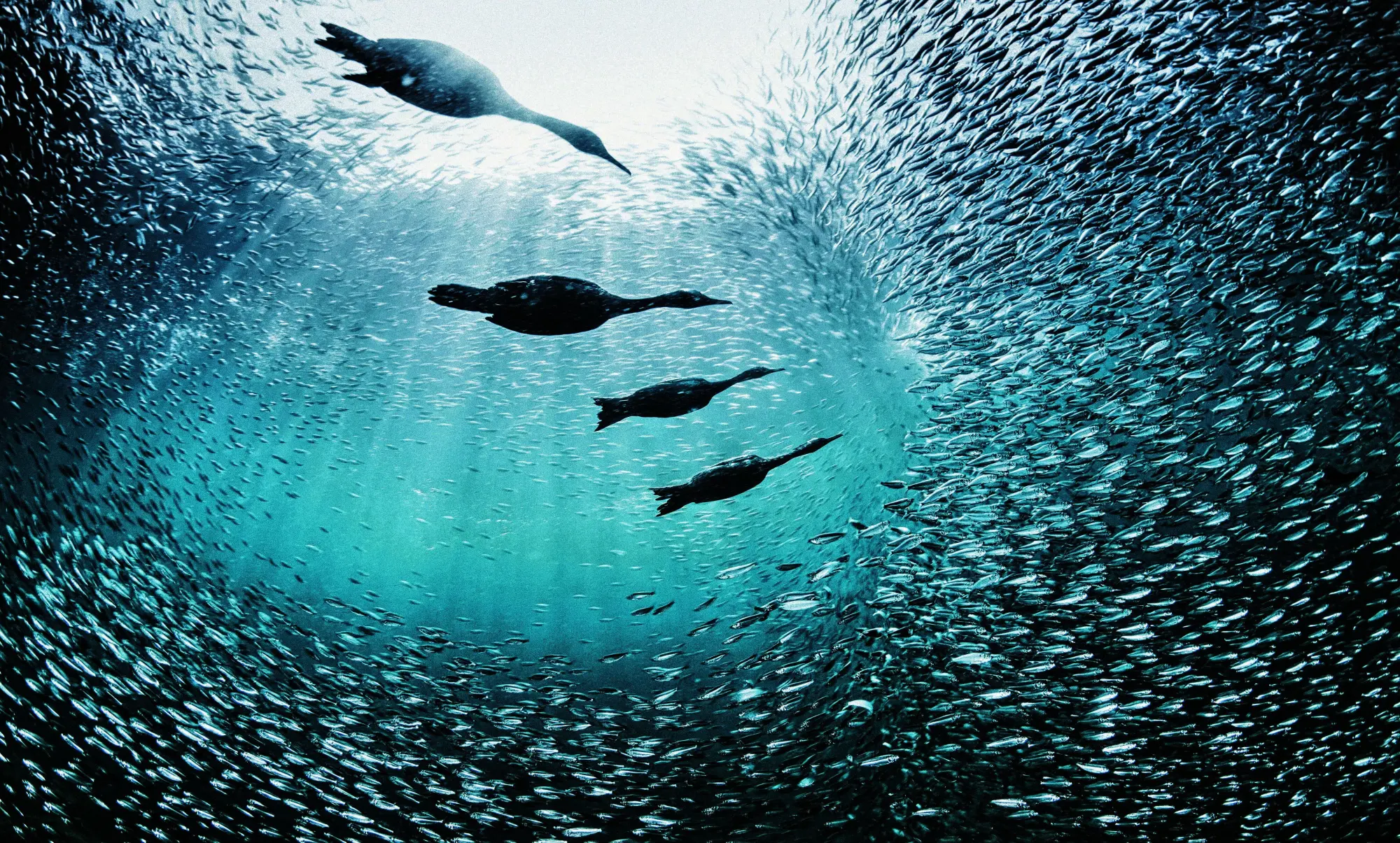 Bild: 9788831403696 | Baja California Peninsula | Stefano Frontani | Buch | 240 S. | 2026