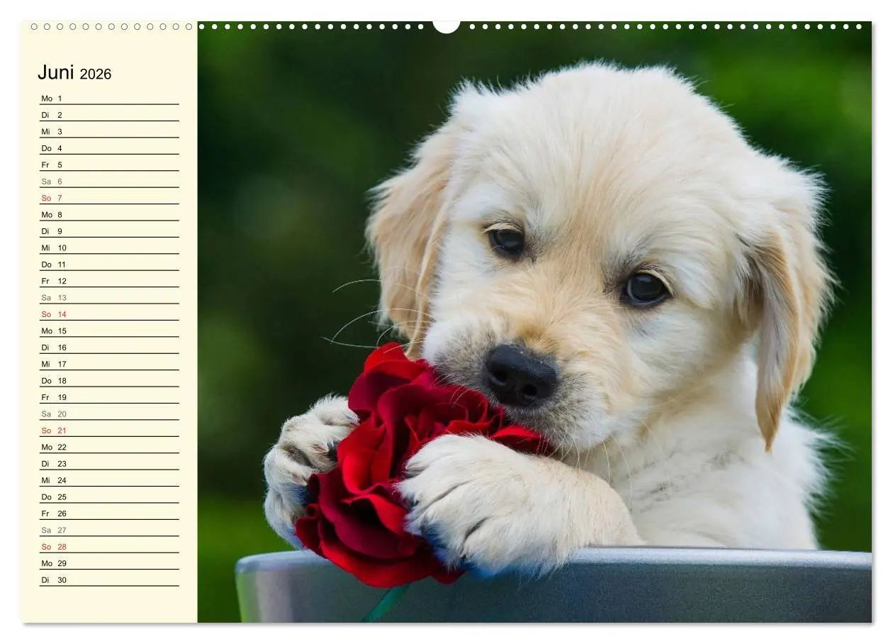 Bild: 9783516003796 | Das Glück hat einen Namen - Golden Retriever (hochwertiger Premium...