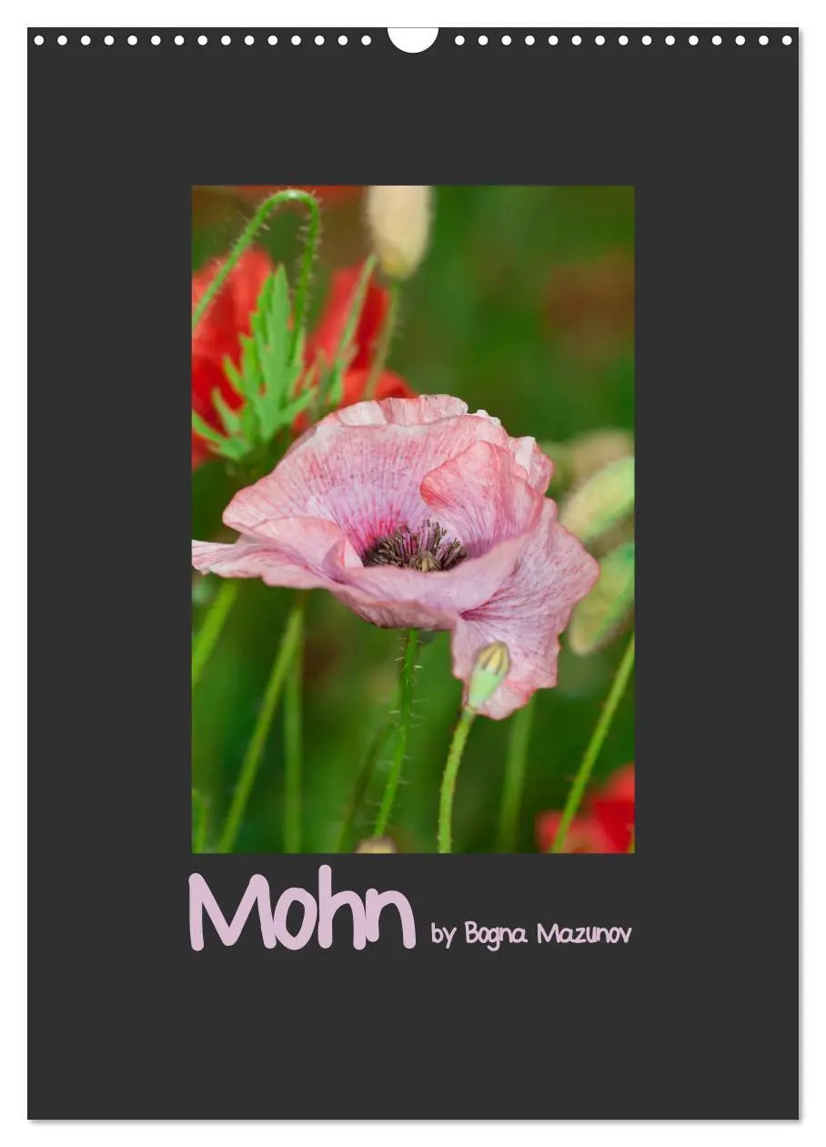 Cover: 9783516483796 | Mohn (Wandkalender 2026 DIN A3 hoch), CALVENDO Monatskalender | 2026