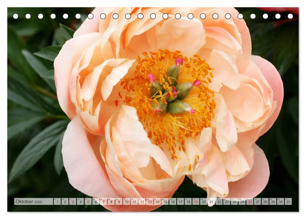 Bild: 9783435283996 | PFINGSTROSEN Rosen ohne Dornen (Tischkalender 2025 DIN A5 quer),...