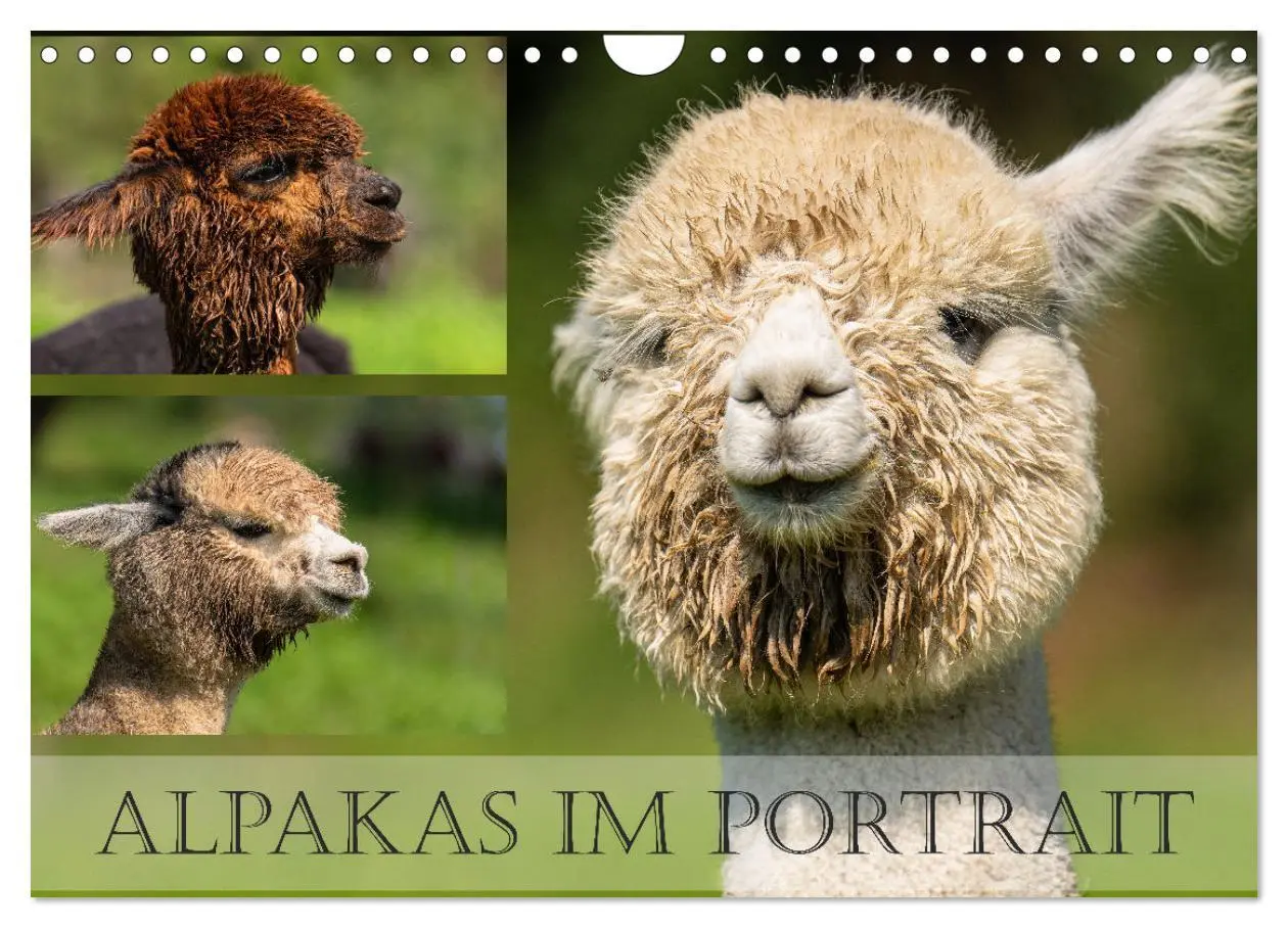Cover: 9783383844096 | Alpakas im Portrait (Wandkalender 2025 DIN A4 quer), CALVENDO...
