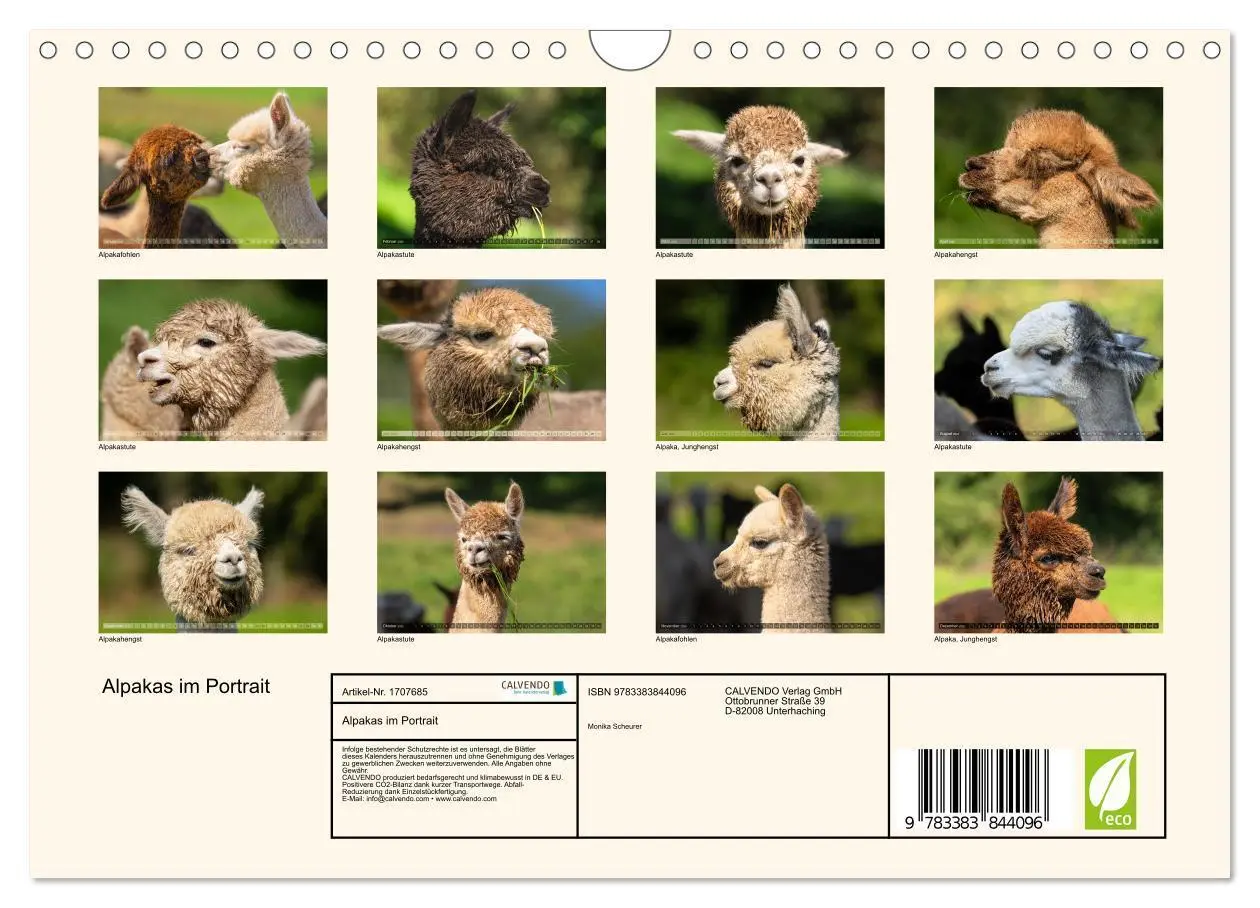 Bild: 9783383844096 | Alpakas im Portrait (Wandkalender 2025 DIN A4 quer), CALVENDO...