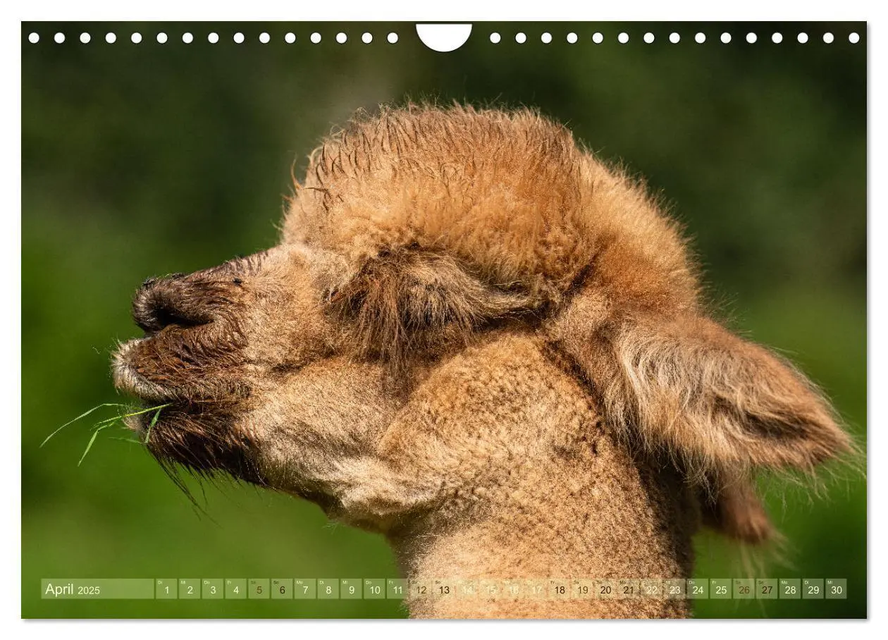 Bild: 9783383844096 | Alpakas im Portrait (Wandkalender 2025 DIN A4 quer), CALVENDO...