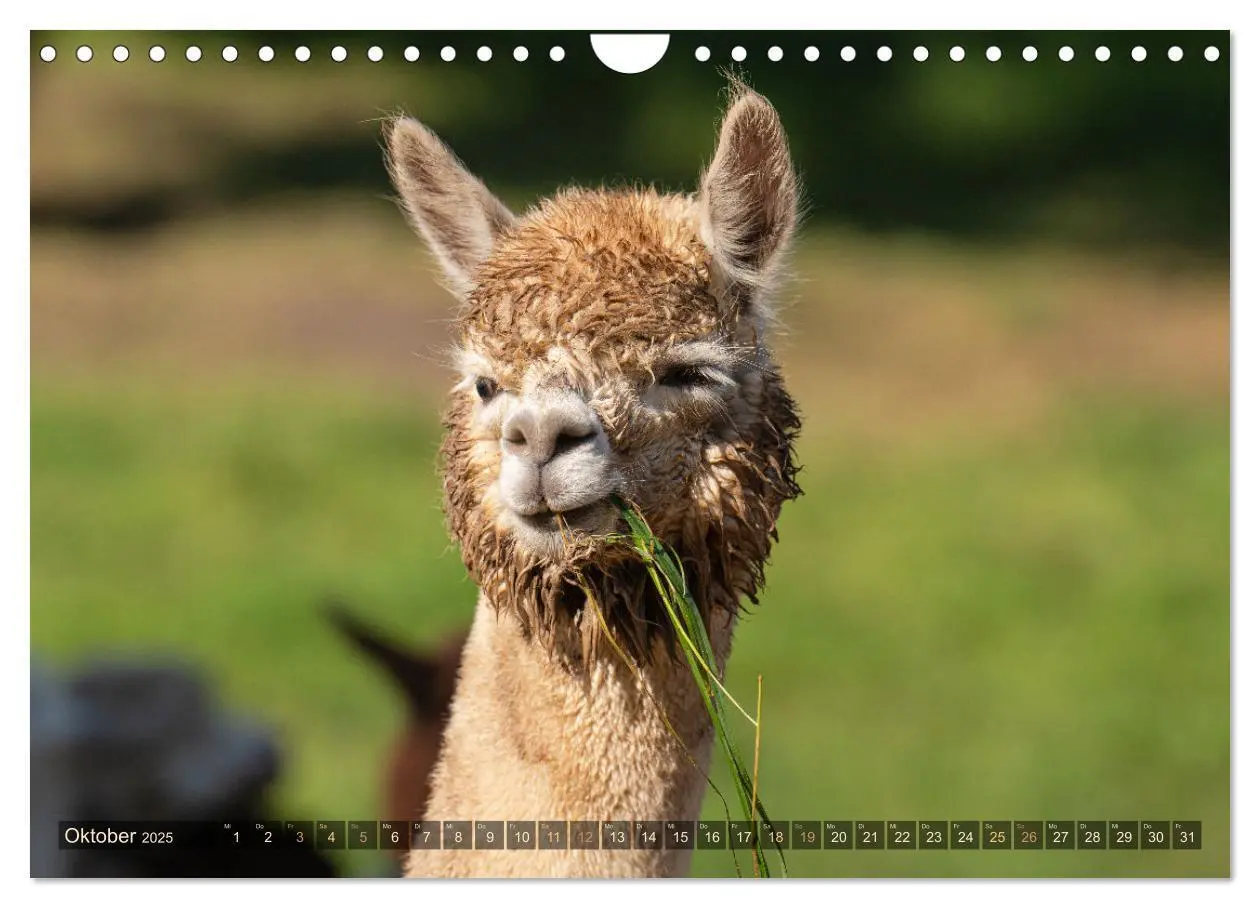 Bild: 9783383844096 | Alpakas im Portrait (Wandkalender 2025 DIN A4 quer), CALVENDO...
