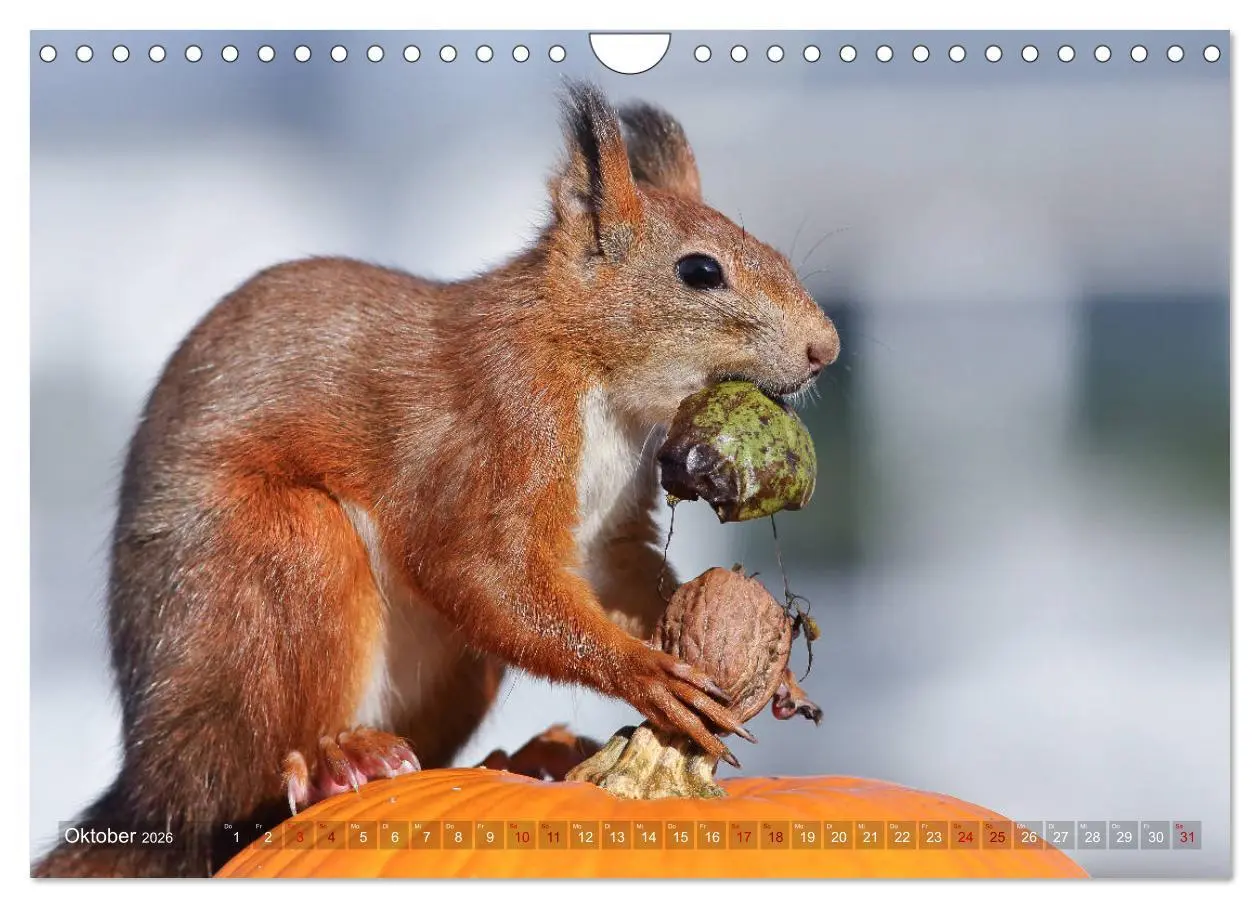 Bild: 9783457884096 | Eichhörnchen Momentaufnahmen fürs Herz (Wandkalender 2026 DIN A4...