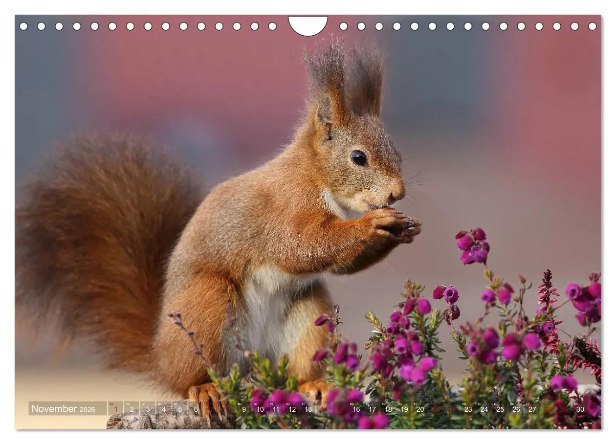 Bild: 9783457884096 | Eichhörnchen Momentaufnahmen fürs Herz (Wandkalender 2026 DIN A4...