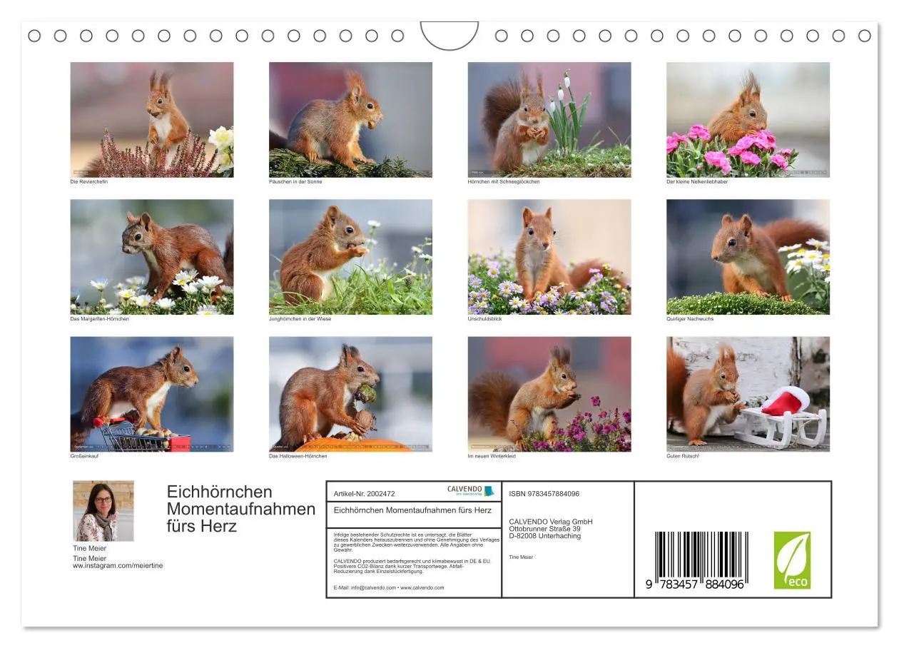 Bild: 9783457884096 | Eichhörnchen Momentaufnahmen fürs Herz (Wandkalender 2026 DIN A4...