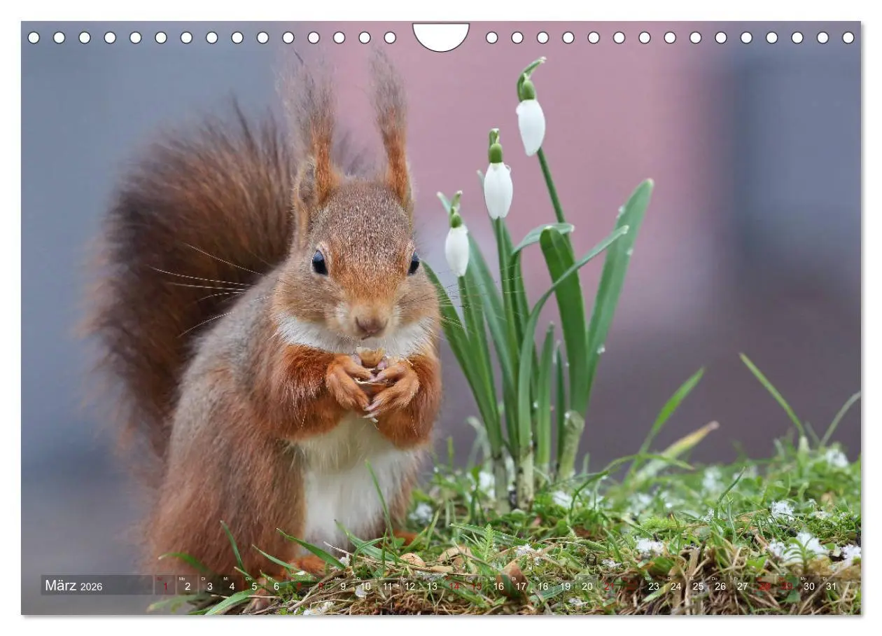 Bild: 9783457884096 | Eichhörnchen Momentaufnahmen fürs Herz (Wandkalender 2026 DIN A4...