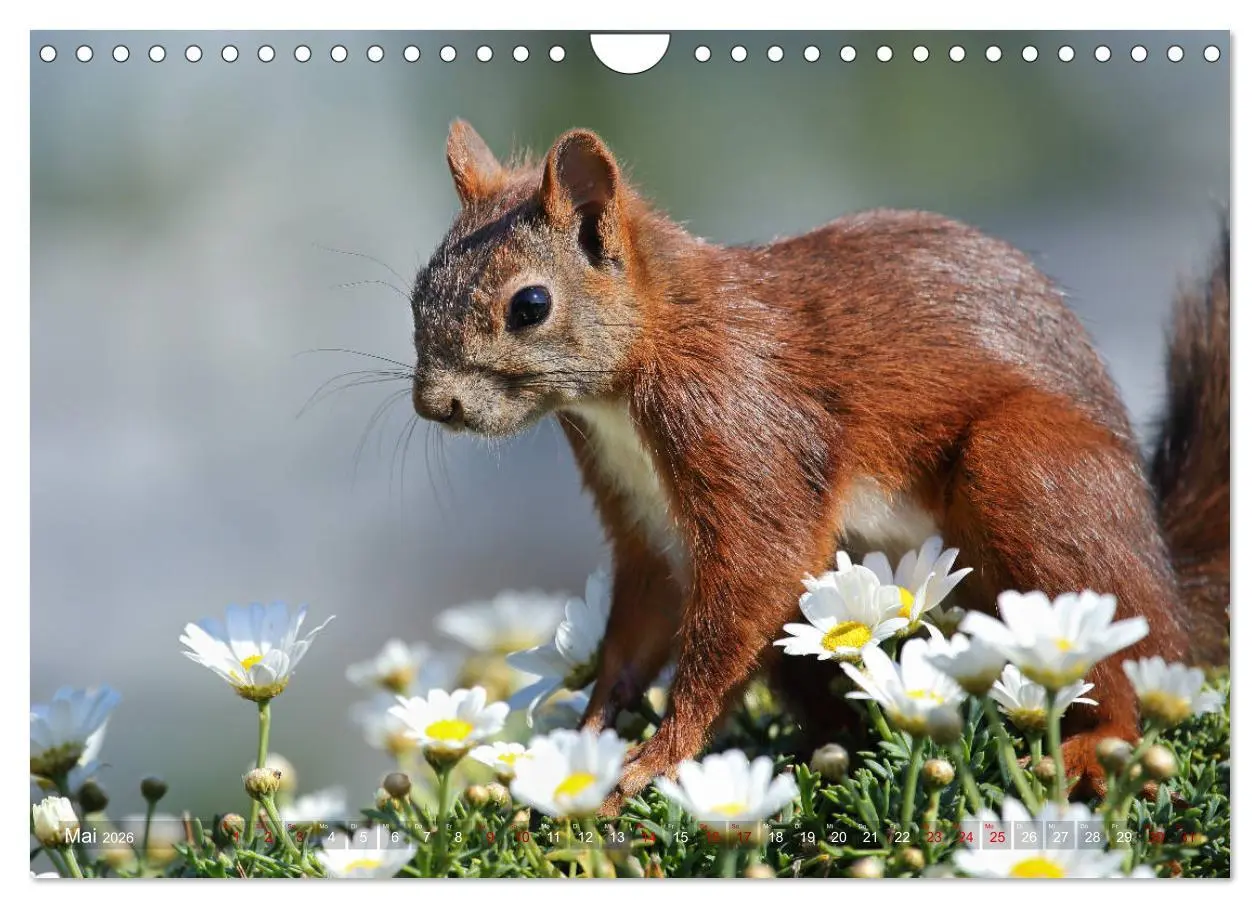 Bild: 9783457884096 | Eichhörnchen Momentaufnahmen fürs Herz (Wandkalender 2026 DIN A4...
